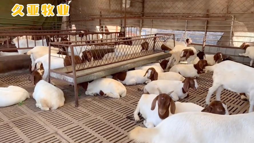 二齡期蜈蚣飼料配方_蜈蚣餌料配方視頻大全_科學搭配蜈蚣飼料