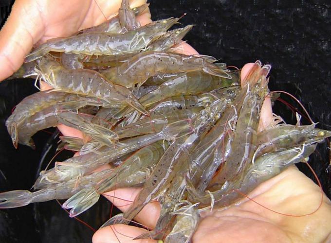 蜈蚣餌料配方視頻大全_科學搭配蜈蚣飼料_二齡期蜈蚣飼料配方
