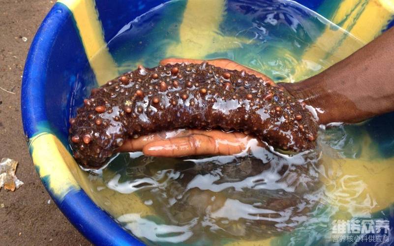蜈蚣餌料配方視頻大全_科學搭配蜈蚣飼料_二齡期蜈蚣飼料配方