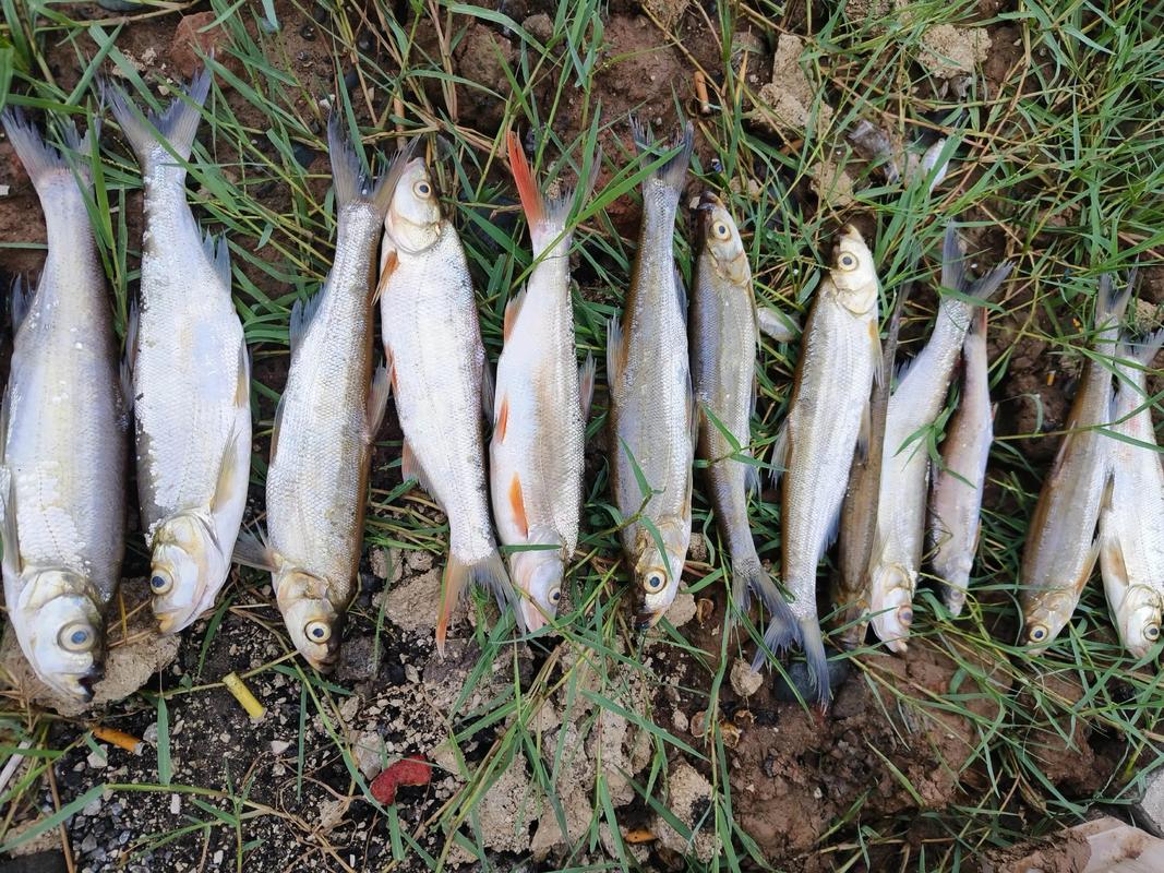 升鐘湖釣魚免費嗎_升鐘湖釣魚比賽規則_升鐘湖釣魚收費嗎