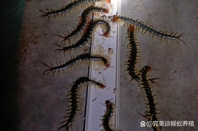 養蜈蚣方法步驟_蜈蚣如何飼養教程_蜈蚣飼養環境濕度要求