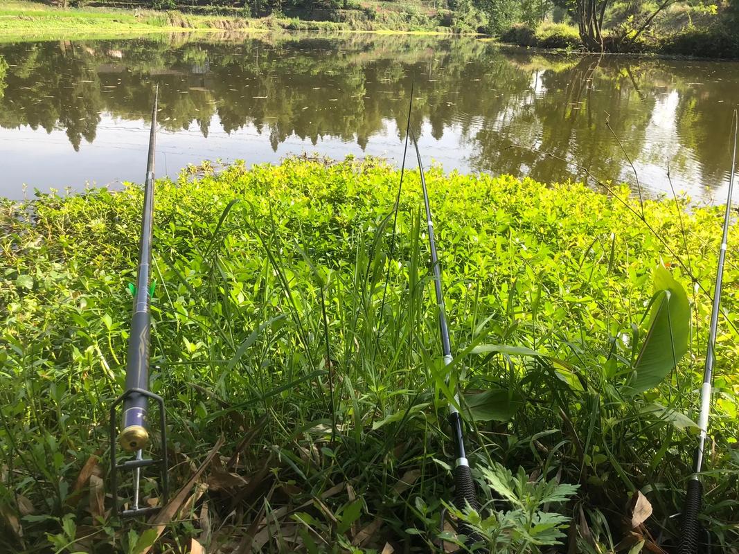 快樂垂釣頻道在線直播_快樂釣魚頻道直播_快樂垂釣敘事作文