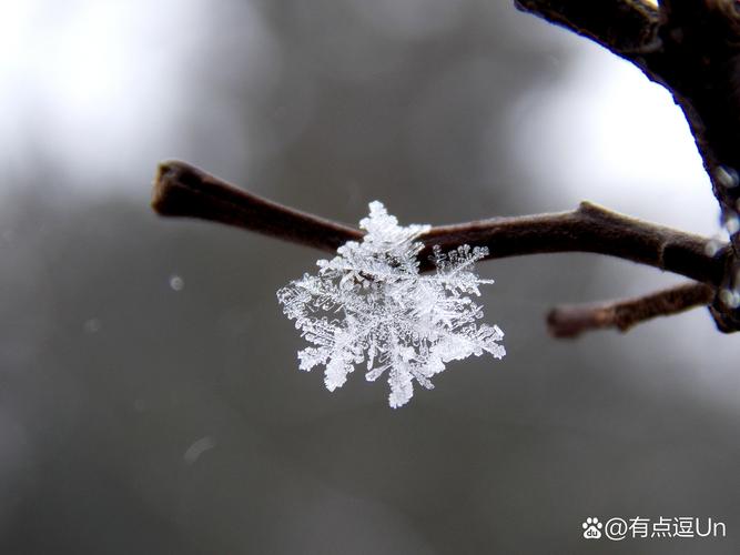 好雪片片_好雪片片_好雪片片