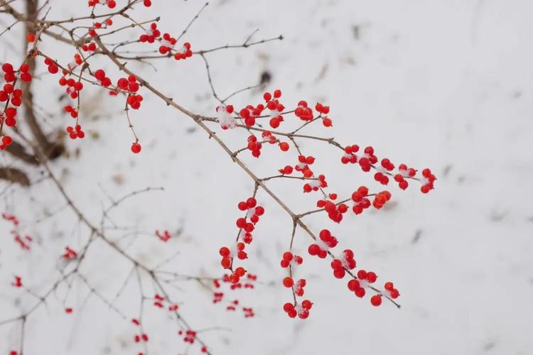 好雪片片_好雪片片_好雪片片