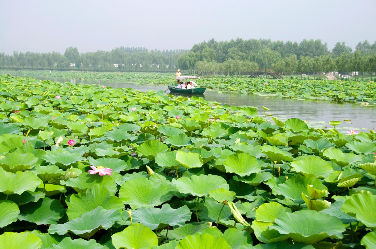 白洋淀夏季旅游攻略_白洋淀天氣預報_白洋淀最佳旅游季節
