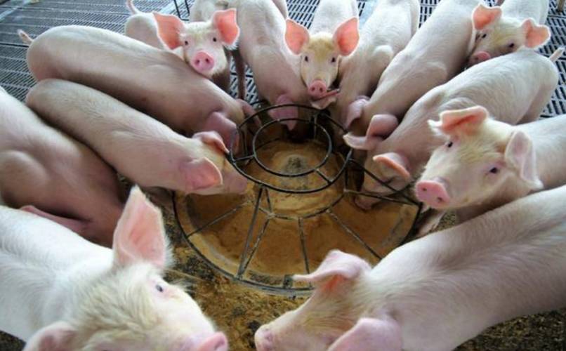 蜈蚣誘餌怎么做教程_高營養多成分混合飼料_蜈蚣飼料配方