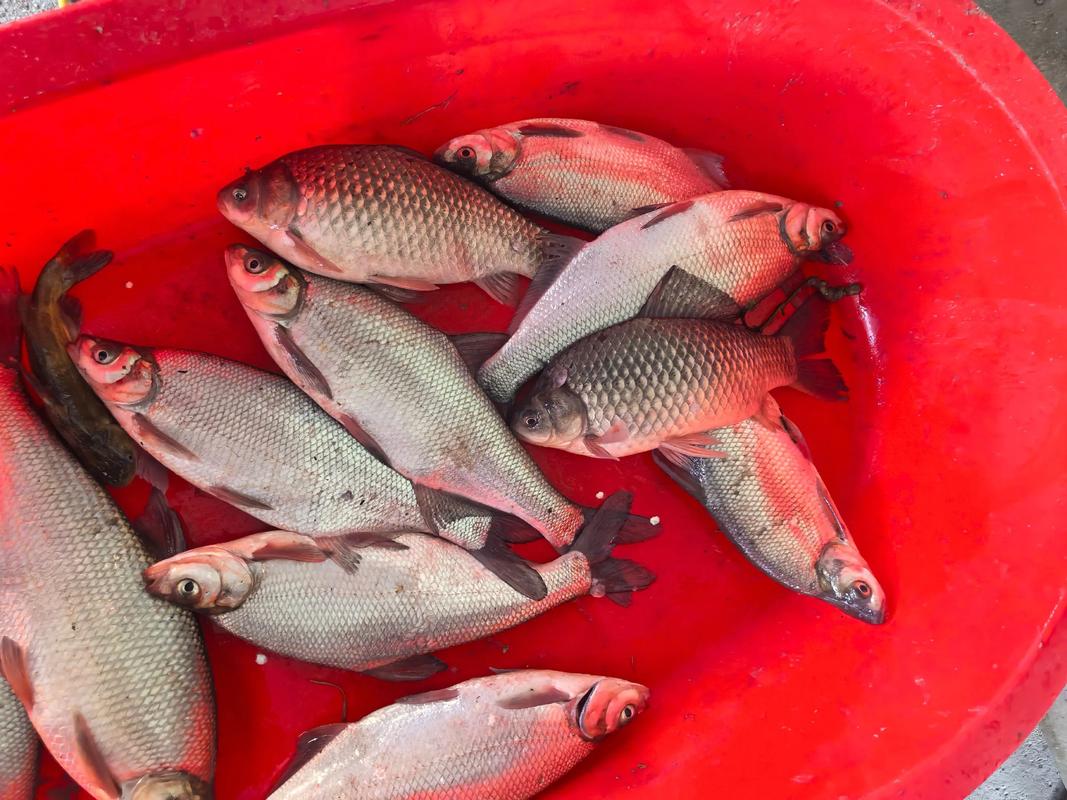 昆山釣大魚_昆山釣魚_昆山釣大魚的地方