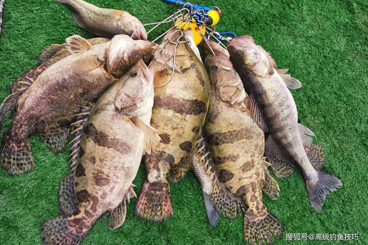 昆山釣大魚的地方_昆山釣大魚_昆山釣魚