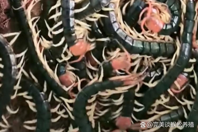 新手養蜈蚣必看：蜈蚣怎么飼養才不咬人
