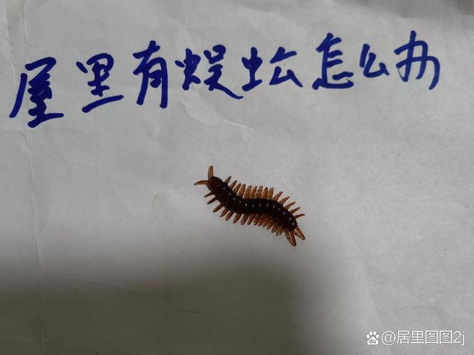蜈蚣用什么藥最有效_蜈蚣怎么消滅最徹底_蜈蚣如何有效消滅方法