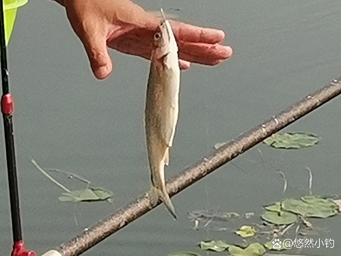 釣魚系列視頻_釣魚視頻2019_五人釣魚視頻全集