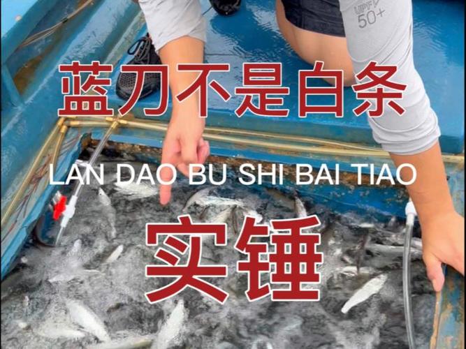 藍刀魚_藍刀魚_刁子魚