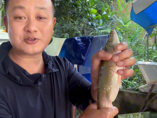 藍刀魚_刁子魚_藍刀魚