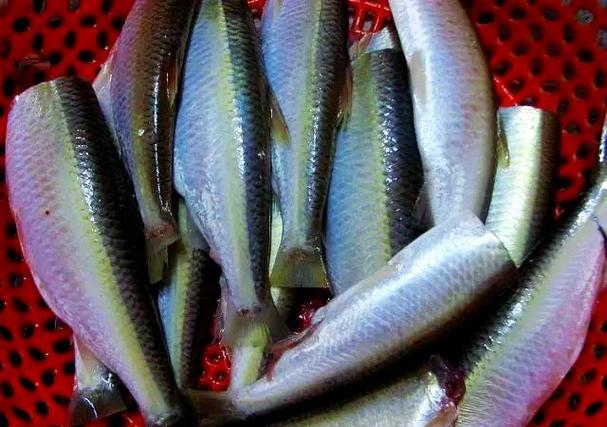 藍刀魚_刁子魚_藍刀魚
