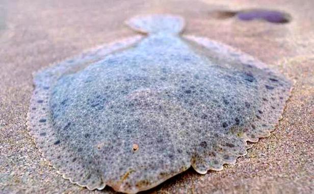 多寶魚是海魚還是淡水魚_多寶魚是海魚還是淡水魚_多寶魚營養價值功效