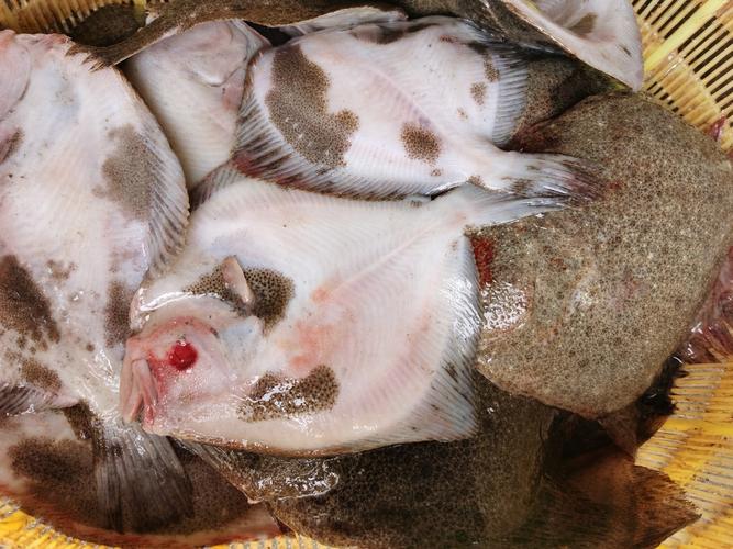 多寶魚是海魚還是淡水魚_多寶魚營養價值功效_多寶魚是海魚還是淡水魚