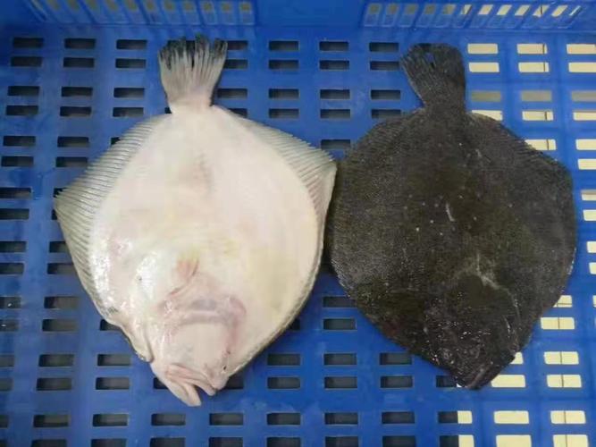 多寶魚是海魚還是淡水魚_多寶魚營養價值功效_多寶魚是海魚還是淡水魚