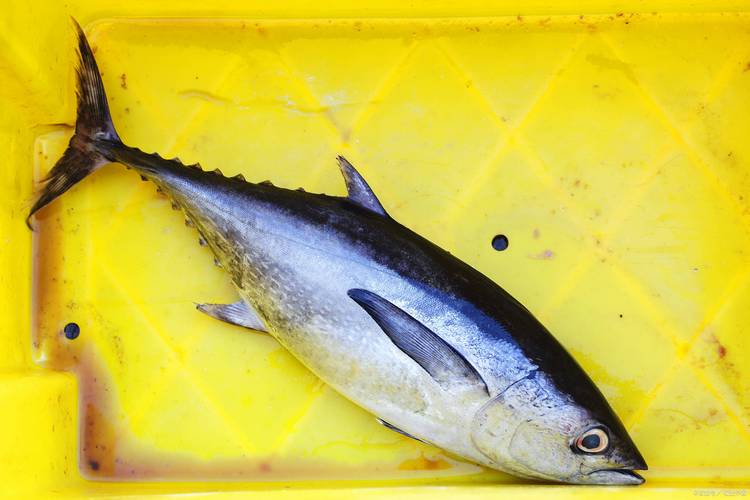 金槍魚品種介紹_金槍魚不同品種特點_藍鰭金槍魚圖片