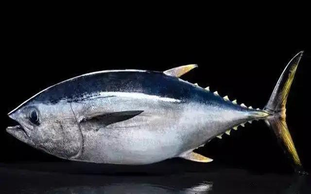 藍鰭金槍魚圖片_金槍魚不同品種特點_金槍魚品種介紹