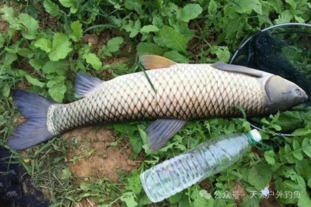 攸縣網嶺鎮沙河釣魚_攸縣的水庫_攸縣免費釣魚水庫