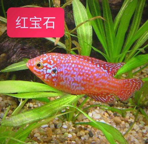 家中養魚_家中養魚好不好_家中養魚幾條風水最好