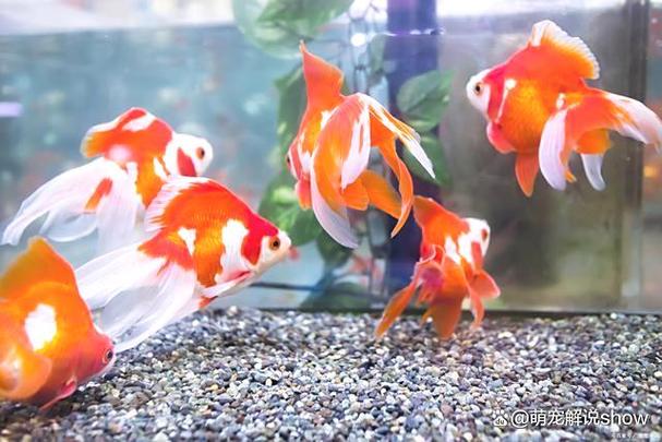 家中養魚好不好_家中養魚_家中養魚幾條風水最好
