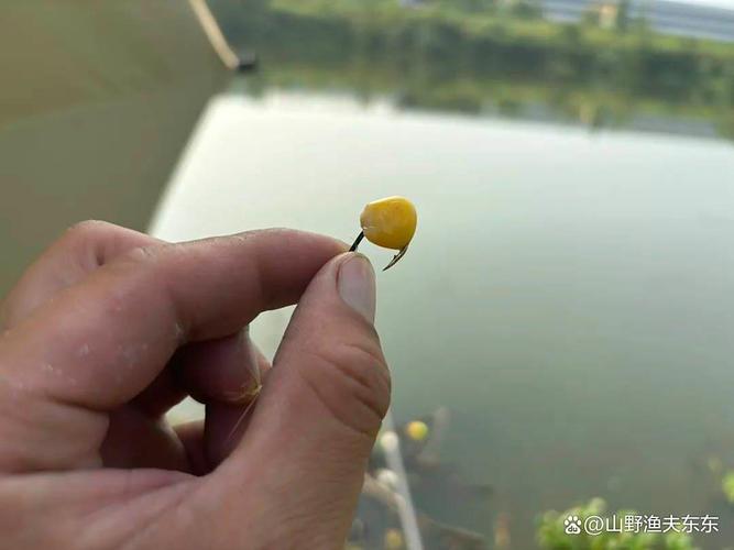 玉米釣翹嘴技巧_嫩玉米打窩節奏_玉米釣魚絕招