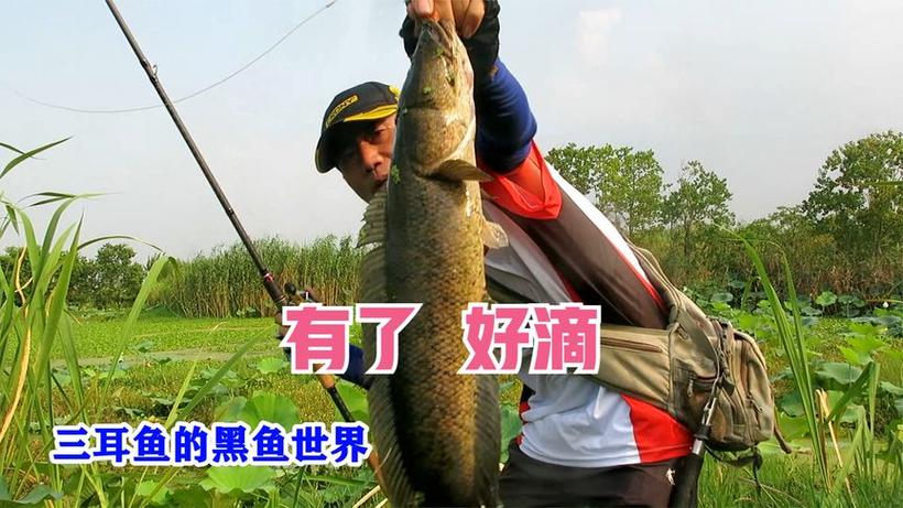 三耳魚的黑魚世界2021_三耳魚的黑魚世界_黑耳魚的做法大全