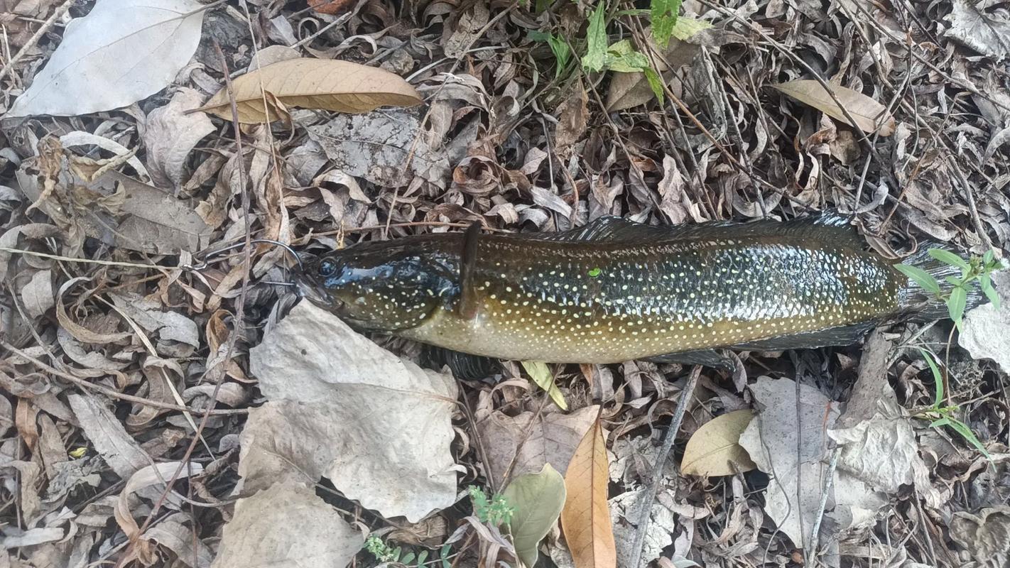 三耳魚的黑魚世界_黑耳魚的做法大全_三耳魚的黑魚世界2021