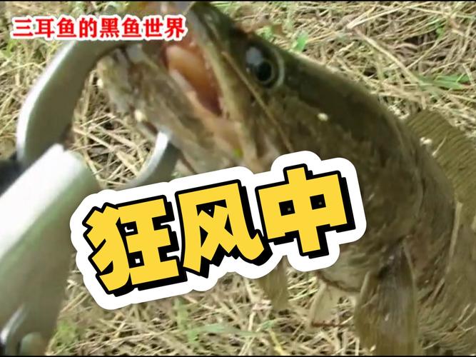 黑耳魚的做法大全_三耳魚的黑魚世界2021_三耳魚的黑魚世界