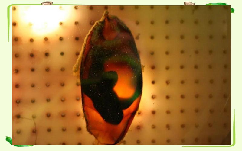 魚類繁殖后代_卵胎生魚類特點_魚類繁殖方式