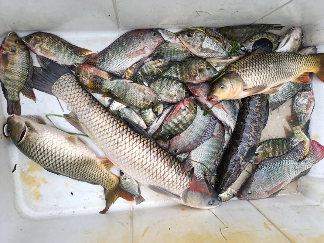 關于釣魚的優秀作文600字_釣魚事件作文知識要點_從釣魚得到快樂作文450字