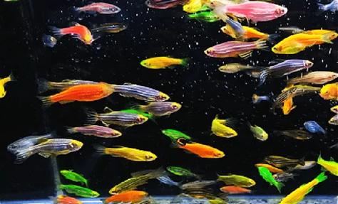 北京觀賞魚_2021北京觀賞魚展覽_北京觀賞魚論壇