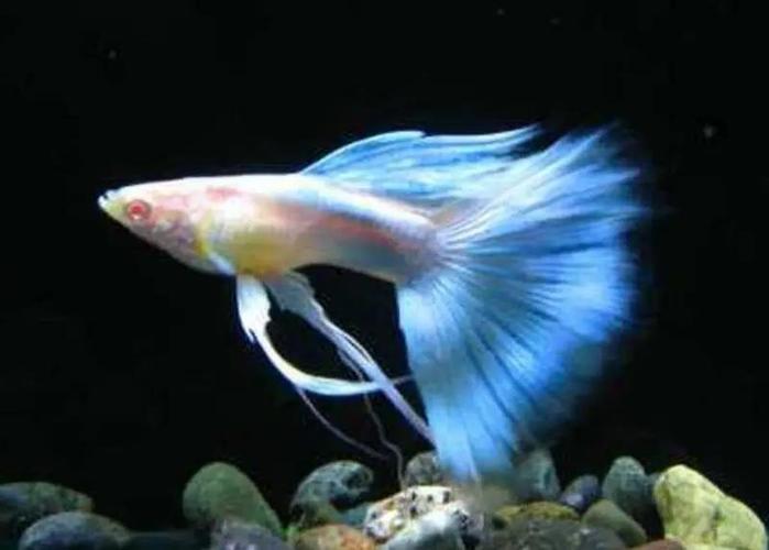 北京觀賞魚_北京觀賞魚論壇_2021北京觀賞魚展覽