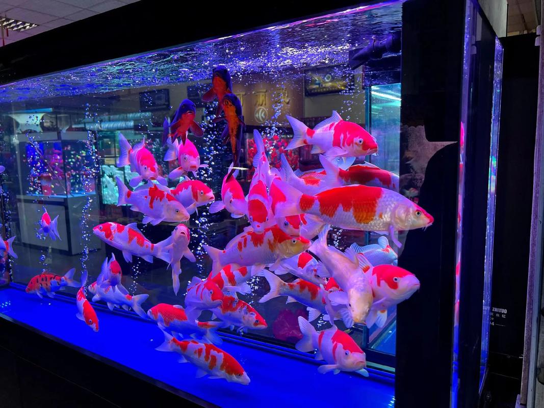 北京觀賞魚_2021北京觀賞魚展覽_北京觀賞魚論壇