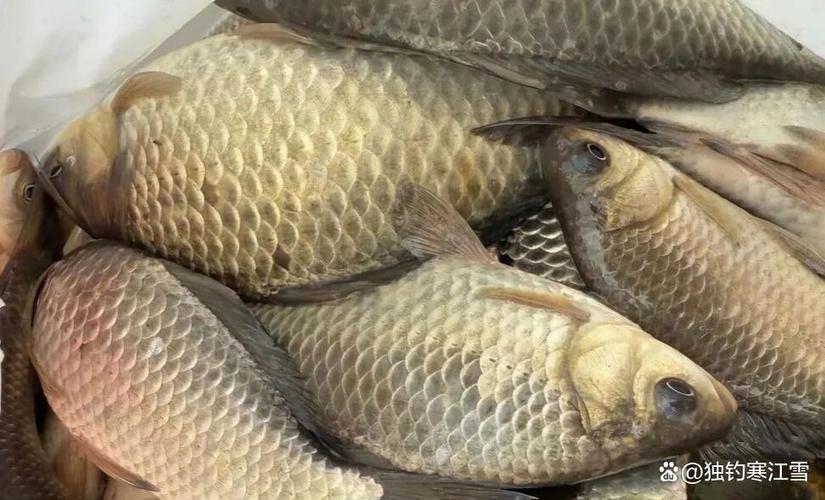 避開野釣誤區釣鯽魚鯉魚_野釣鯽魚鯉魚通用配方_釣鯉魚餌料配方