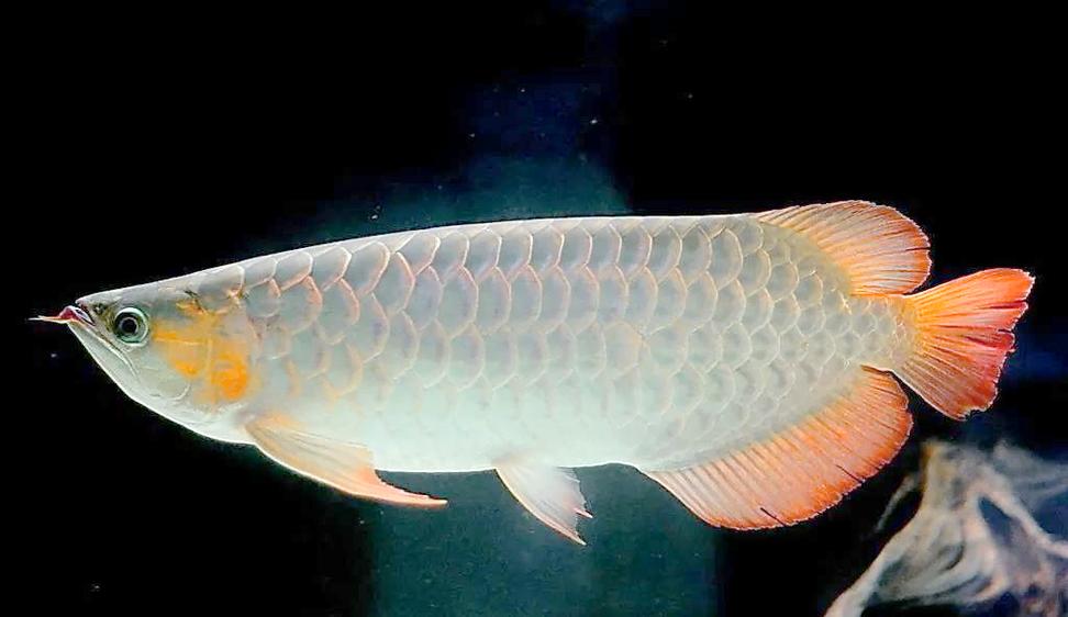 銀龍魚價格多少錢一條_銀龍魚價格_銀龍魚飼養方法
