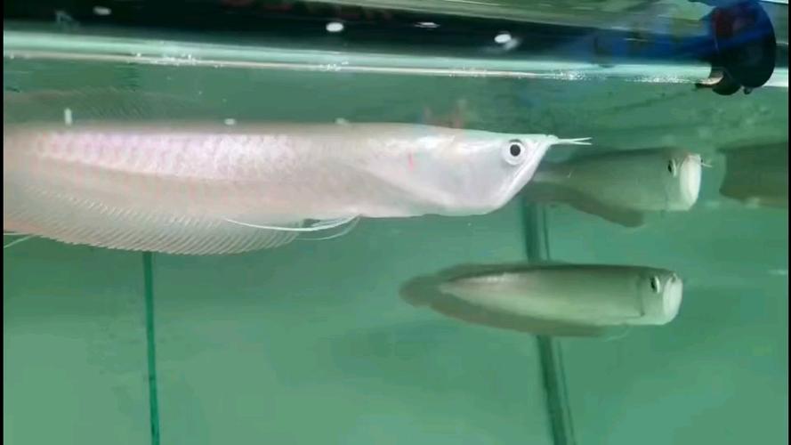 銀龍魚價格_銀龍魚價格多少錢一條_銀龍魚飼養方法