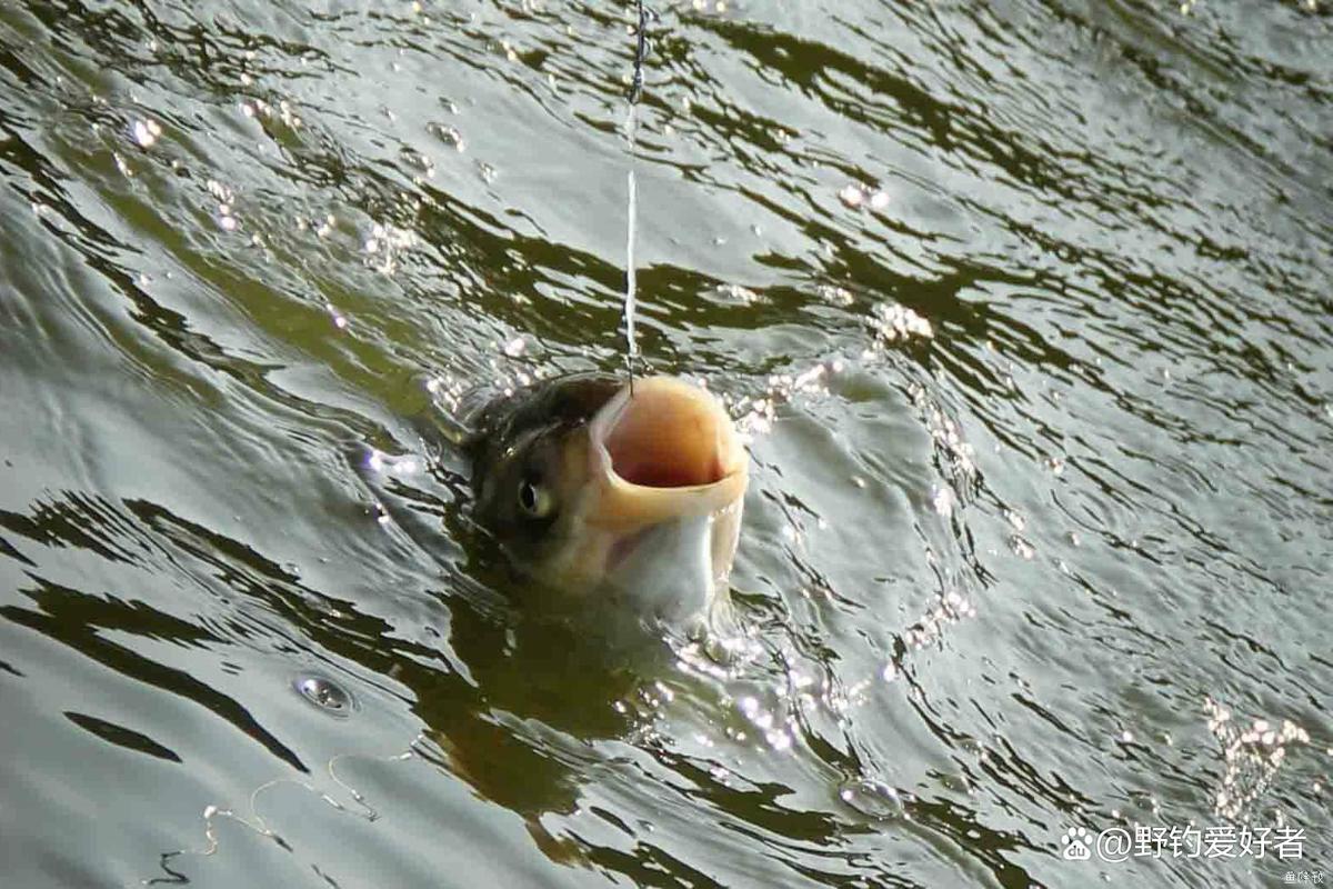 伊勢尼魚鉤釣草魚_釣草魚用什么魚鉤_釣草魚用幾號鉤