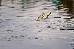 冬釣釣深釣淺的利弊談