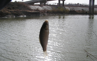 冬季野釣鯽魚的時機與釣點選擇