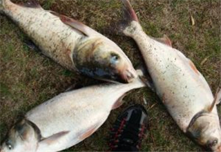 野釣白鰱釣底還是釣浮？如何選擇釣點
