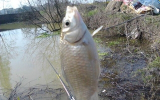 早春荒塘野釣鯽魚的四個要點