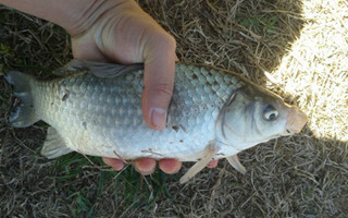 冬季庫湖野釣鯽魚的要點