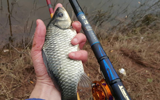 淺談冬季魚的活性及野釣鯽魚技巧