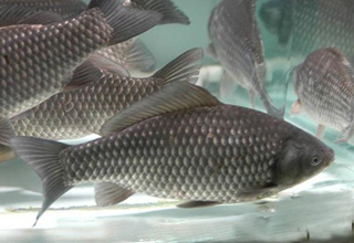 夏天野釣的5個策略調整方法