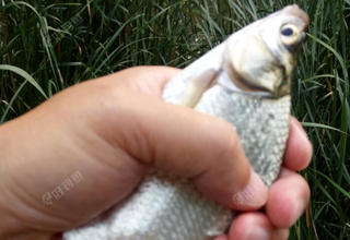 野釣中有魚卻不上鉤的應對情況