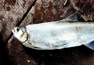 夏末秋初，野釣大翹的4方面技巧