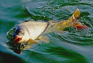 秋季野釣鯉魚應該如何用餌？