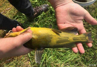 野釣黃顙魚的打窩、選點等技巧